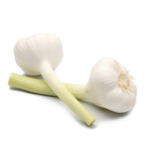 Fresh Garlic Wholesale Pure White