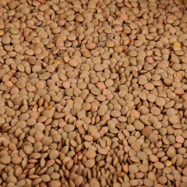 Organic Brown Lentils