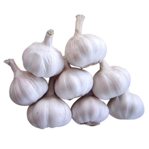 Fresh Garlic Wholesale Pure White