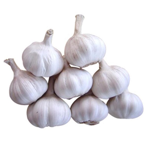 Fresh Garlic Wholesale Pure White