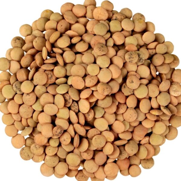 imgi_151_High-Quality-Green-Lentils-Red-Lentils-Brown-Lentils-at-Wholesale-Price Green, Red, Brown Lentils