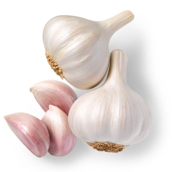 Fresh Garlic Wholesale Pure White