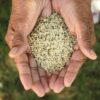 Organic Hemp Seeds Supplier