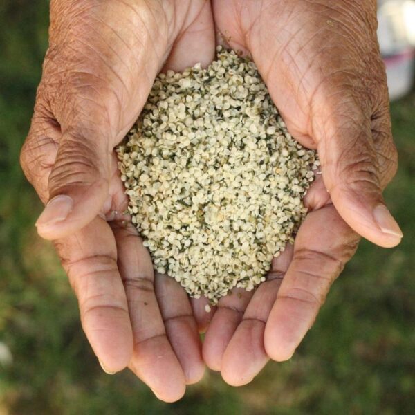 Organic Hemp Seeds Supplier