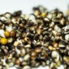 Organic Hemp Seeds Supplier