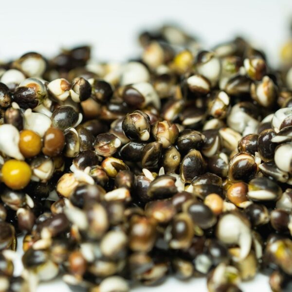 Organic Hemp Seeds Supplier